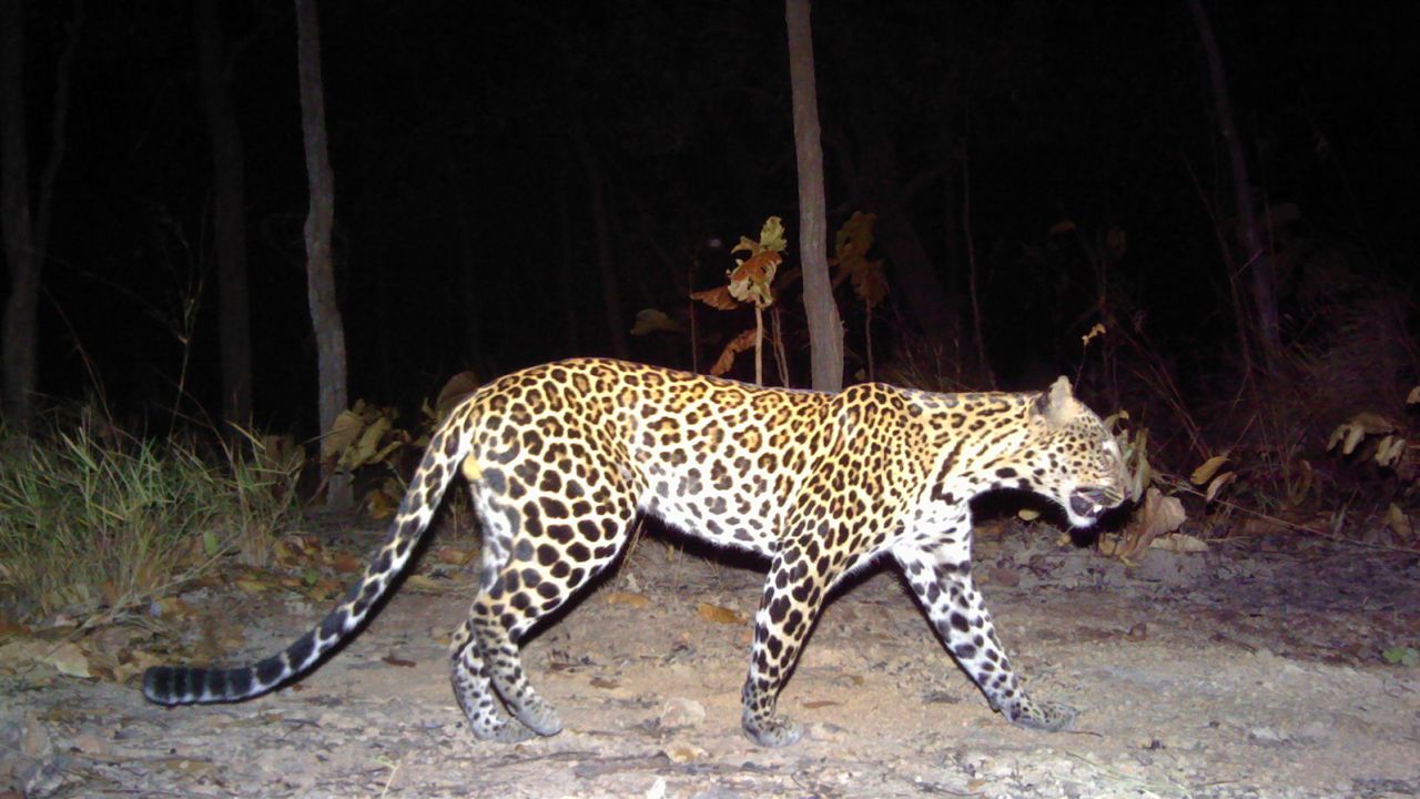 Only 35 adult Indochinese leopards were seen between 2009 to 2021 in Cambodia, conservationist group Panthera found.