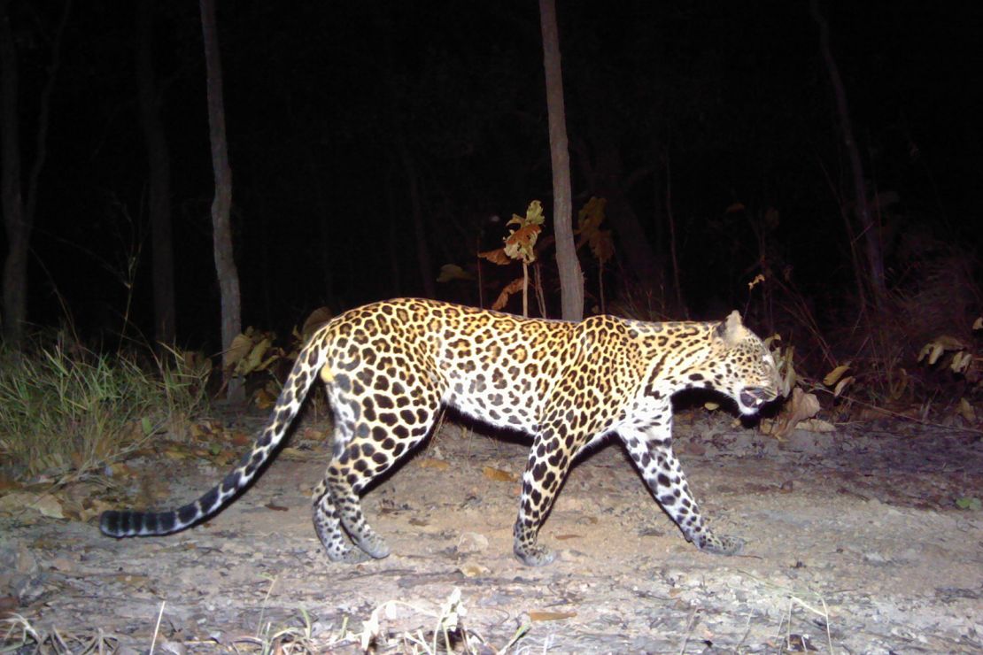 Only 35 adult Indochinese leopards were seen between 2009 to 2021 in Cambodia, conservationist group Panthera found.