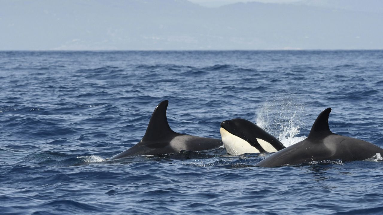 Mandatory Credit: Photo by FLPA/Shutterstock (9110125a)
Killer Wahle (Orcinus orca) group of three swimming together in the Strait of Gibraltar, August
Nature