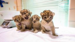 On June 2nd and 3rd, the Buffalo Zoo's African Lion Pride grew when they welcomed the birth of four active lion cubs. All cubs were born to their mother, Lusaka and father, Tiberius.