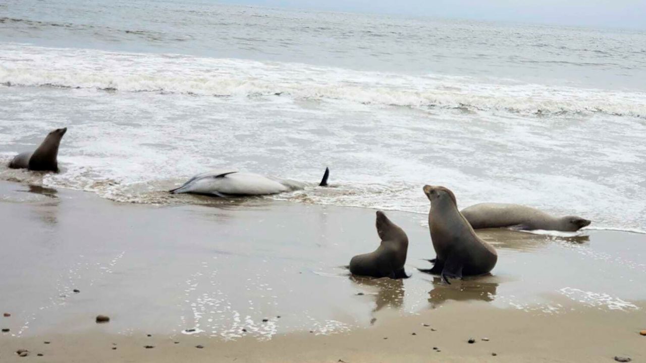 This image, provided by Channel Islands Marine and Wildlife Institute, shows dead and sick marine mammals on a beach in Santa Barbara County, California, on Tuesday.