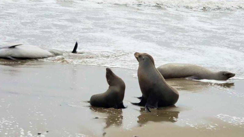 California toxic algea bloom kills or sickens hundreds of dolphins and sea lions