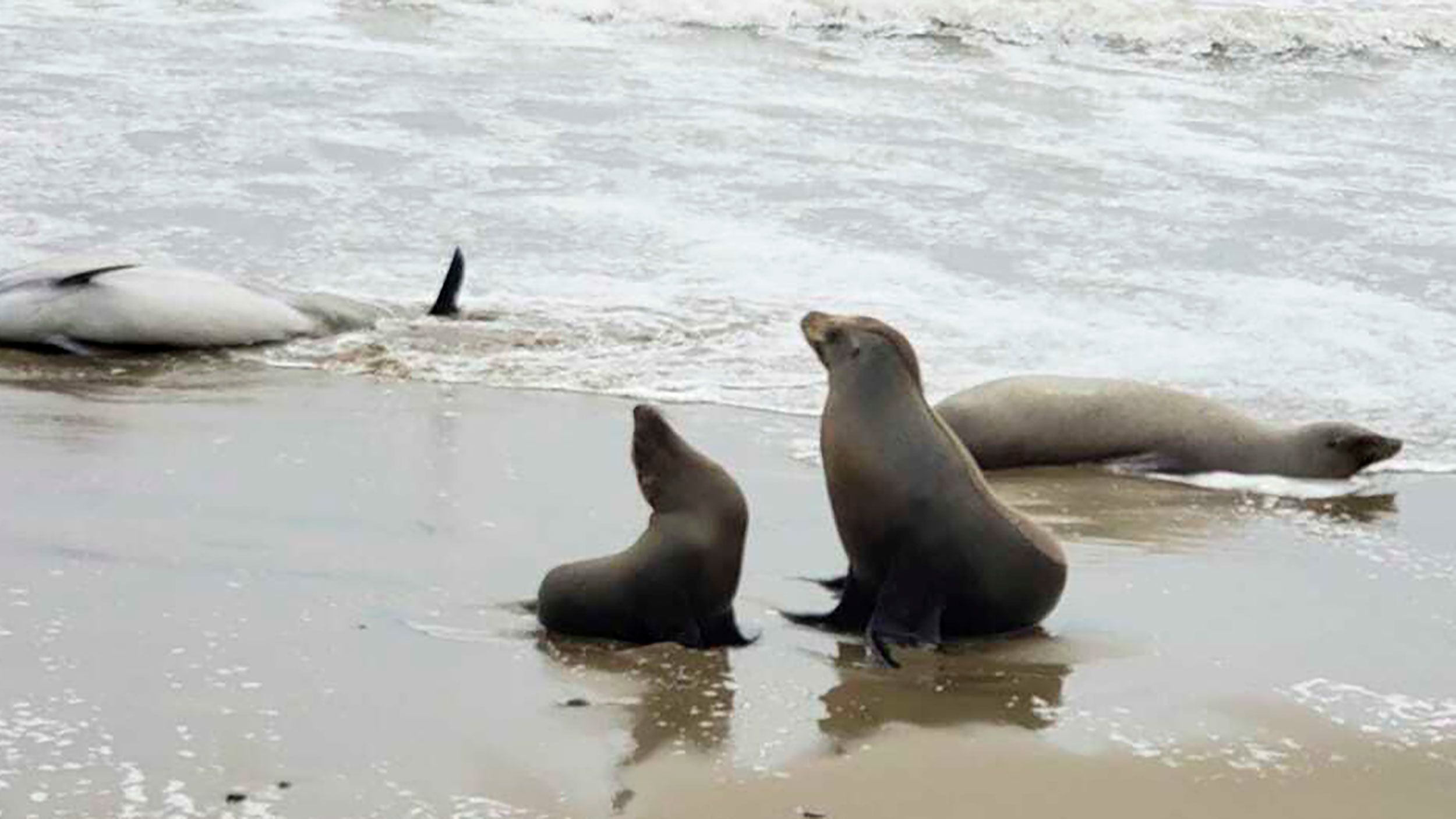 Intoxicación sin precedentes de animales marinos en California