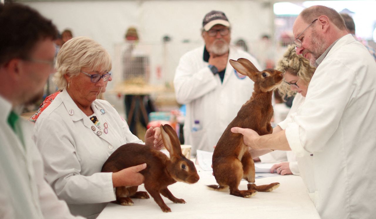 Judges examine a pair of Belgian Hares as part of the Royal Cheshire County Show near Knutsford, England, on Wednesday, June 21.