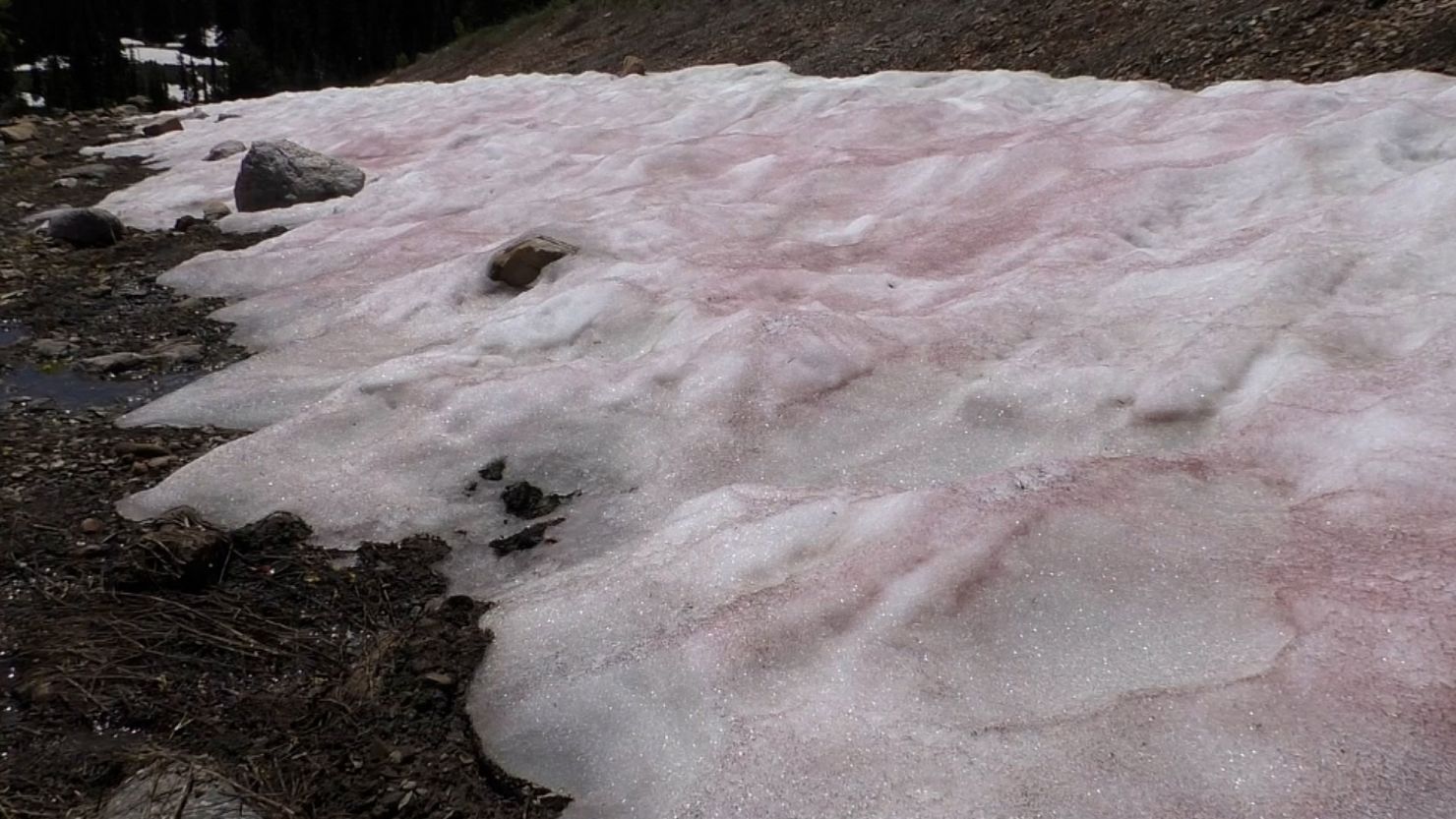 Snow in parts of Utah has appeared red in a phenomenon nicknamed "watermelon snow."