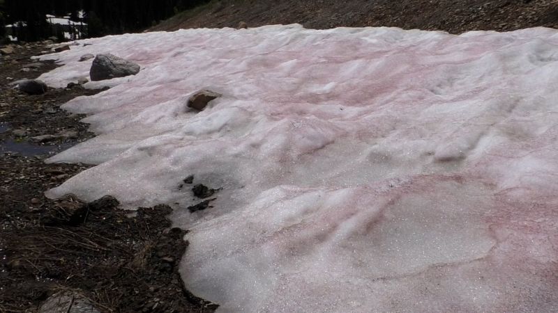 NextImg:What is 'watermelon snow'? The phenomenon turning Utah's mountains pink and red | CNN
