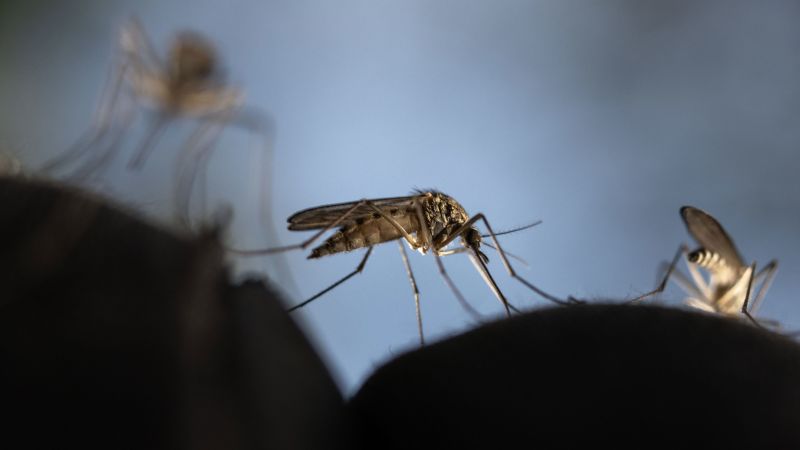How to protect yourself from mosquitoes, according to science | CNN