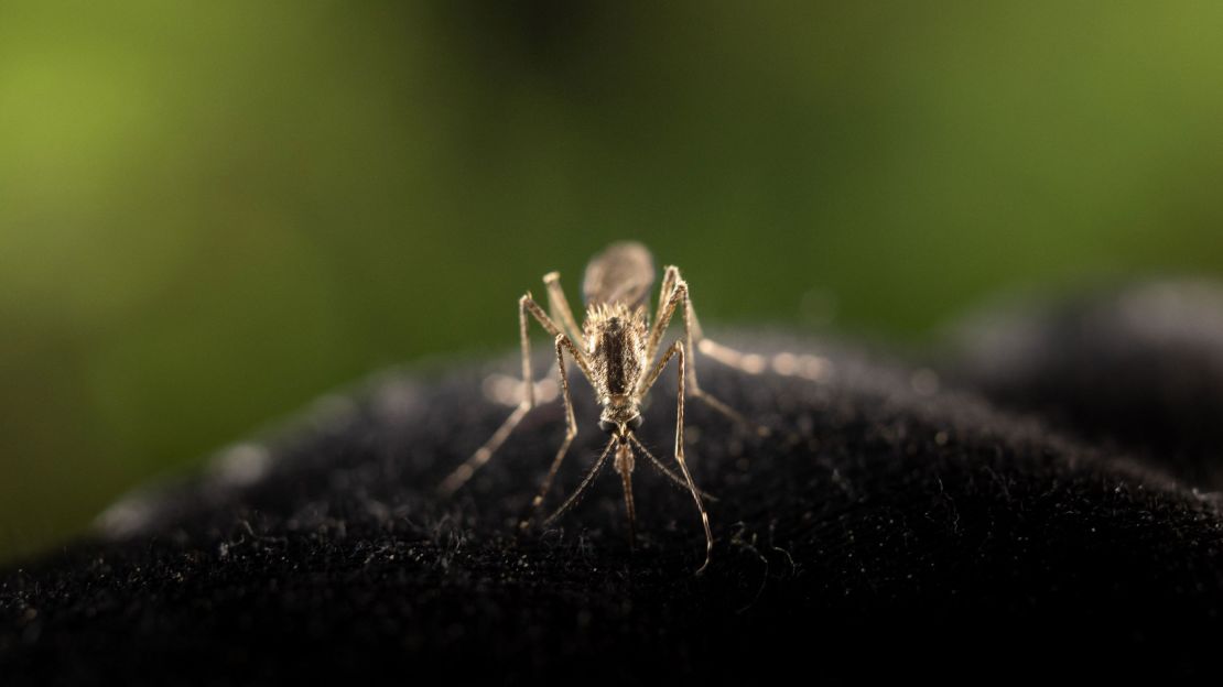 This photograph shows Mosquitoes trying to sting through a glove in a deep forest near Sundom, western Finland, on June 18 2023. Warmer temperatures and presence of stagnant waters creates more habitat for mosquitoes and increase the mosquito bite rate. (Photo by Olivier MORIN / AFP) (Photo by OLIVIER MORIN/AFP via Getty Images)