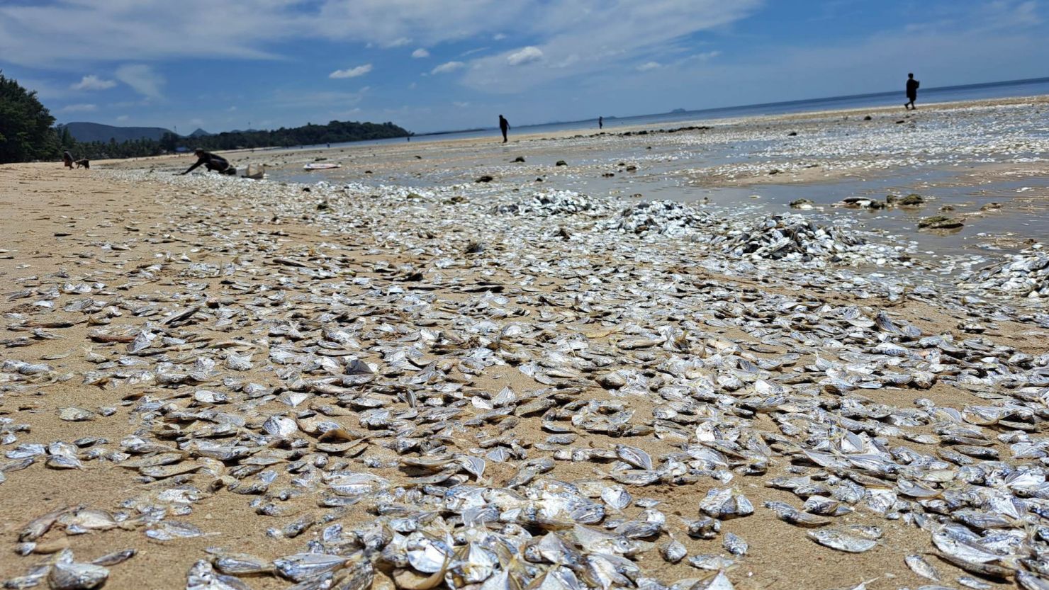 Dead fish lie on a beach in Chumphon province, Thailand, on June 22, 2023.