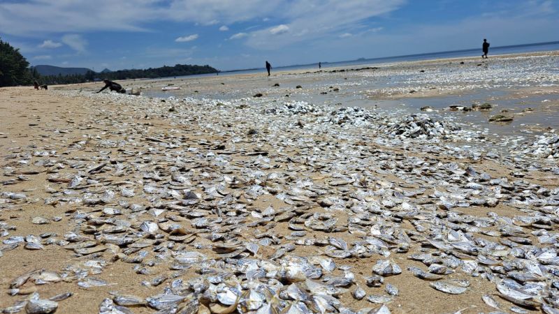 NextImg:Thousands of dead fish have washed up on a Thai beach. Experts say climate change may be to blame | CNN