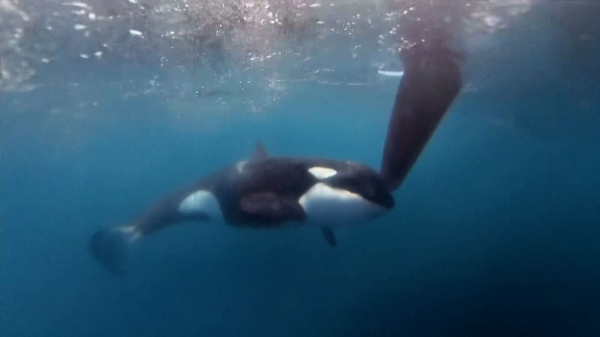 Underwater footage captured an orca making contact with a boat