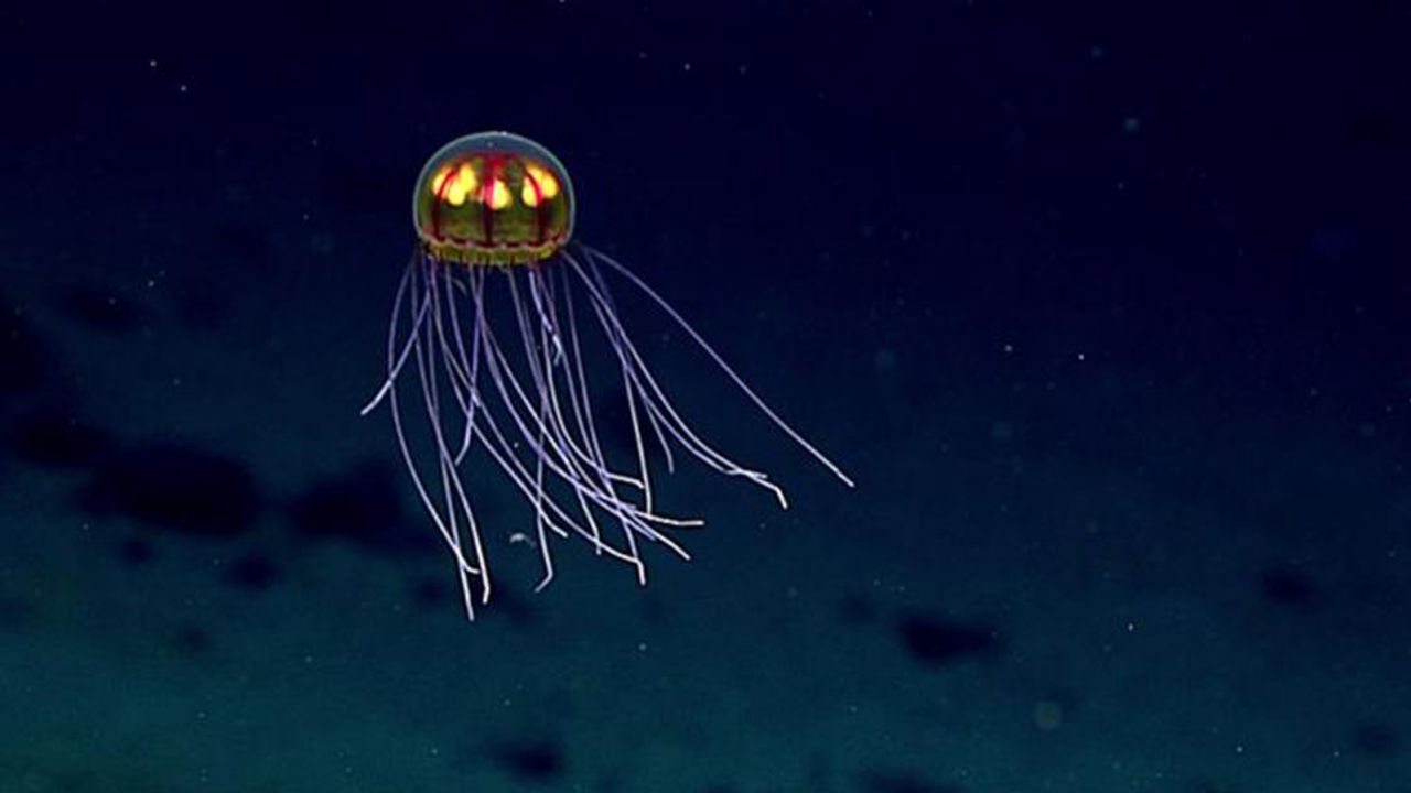 This stunningly beautiful jellying was seen while exploring the Enigma Seamount at 3,700 meters in the Marianas Trench Marine National Monument.