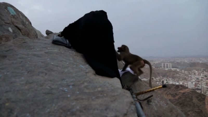 Video: Pilgrimage interrupted by monkey trying to steal clothes | CNN