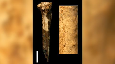 04 ancient human relatives butchered one another tibia