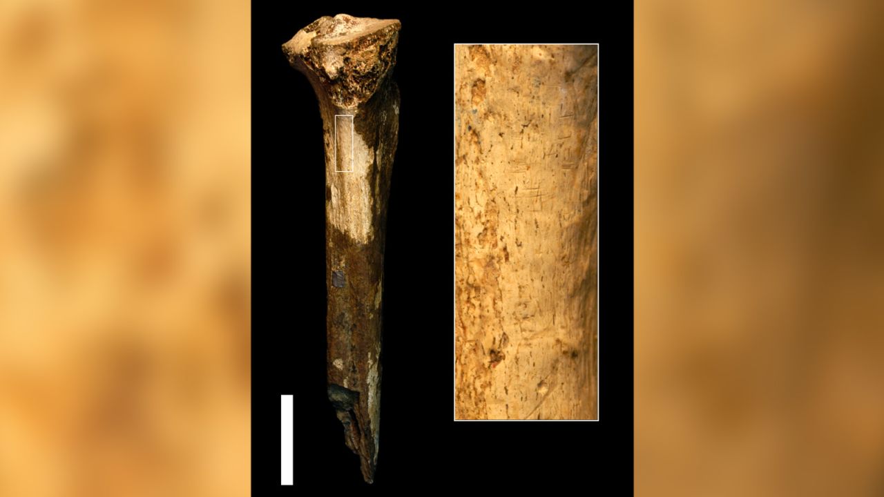 Cut marks on fossilized bone may reveal ancient cannibalism CNN