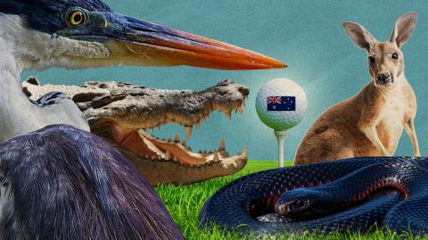 20230626-Sports-Australia Golf Wildlife