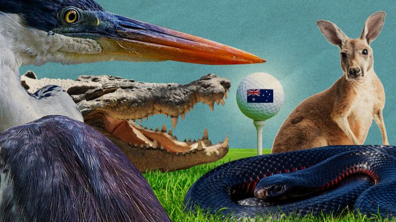 Golf, Aussie-style: How to play alongside crocodiles, snakes and kangaroos