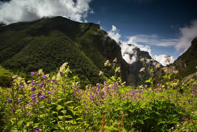<strong>Valley of Flowers, Uttarakhand: </strong>A spectacular carpet of rare and exotic wildflowers is the trademark landscape on this dreamy hike, best tackled during the monsoon season (July to September).
