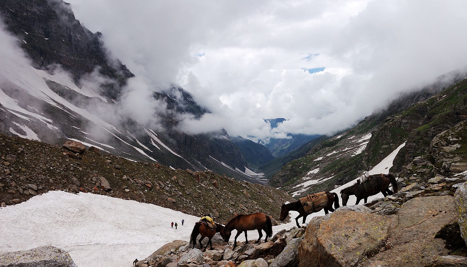 Mules at Hampta pass