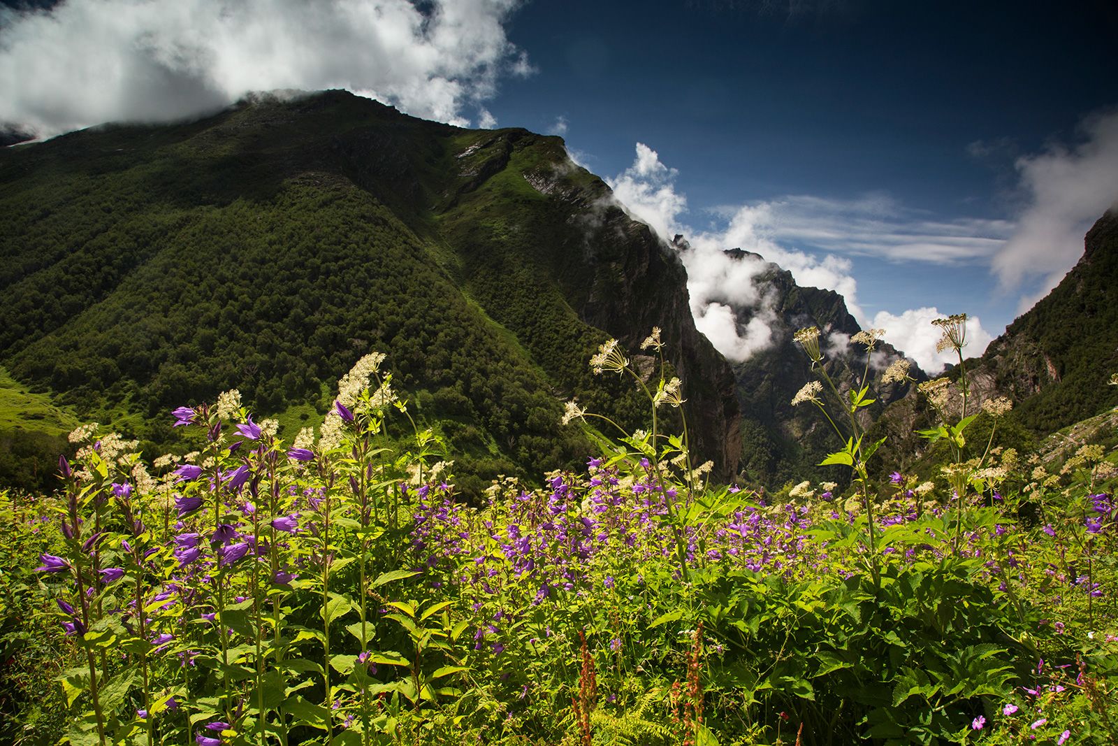 Close up of Campanula latifolia, known as the Large Bellflower it is a spectacular sight flowering in the high altitude meadows of the Himalayas. Captured in The Valley of Flowers located in the Bhyundar Valley near Ghangaria, Uttrakhand, India near Nanda Devi National Park. Altitude here is around 2800m. Image captured during Monsoon (August).Located in the West Himalayan Region of Uttarakhand the Valley of Flowers or Bhyundar Valley is an area bestowed with rare and exotic Himalayan Flora. It has been visited by botanists and yogis alike for centuries (or longer). The trek to the Valley of Flowers passes through dense forests along the Pushpawati river and can be reached by crossing many bridges, glaciers and waterfalls along the way. This area has been declared a UNESCO World Heritage Site.