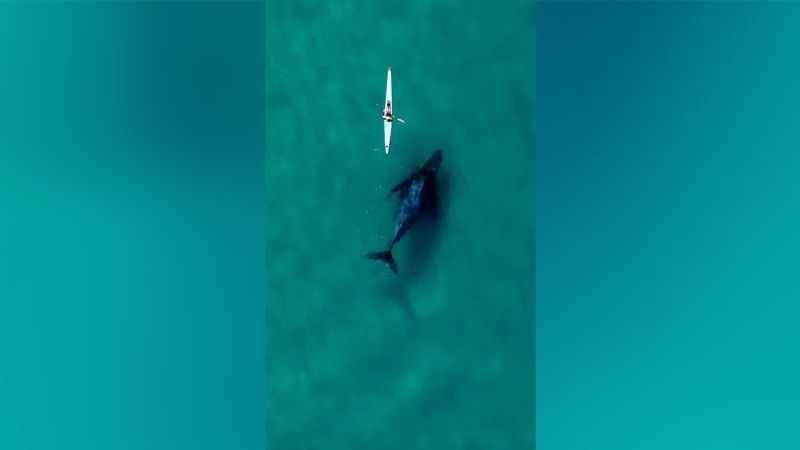 NextImg:Curious whale follows kayak as Australia revels in bumper annual humpback count | CNN