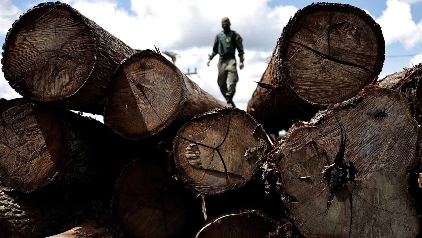 A representative from the Brazilian Institute for the Environment and Renewable Natural Resources (IBAMA) inspects a tree extracted from the Amazon rainforest, during an operation to combat deforestation.