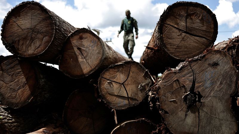 NextImg:Rainforest destruction soared in 2022 despite global pledges to halt deforestation, new report finds | CNN