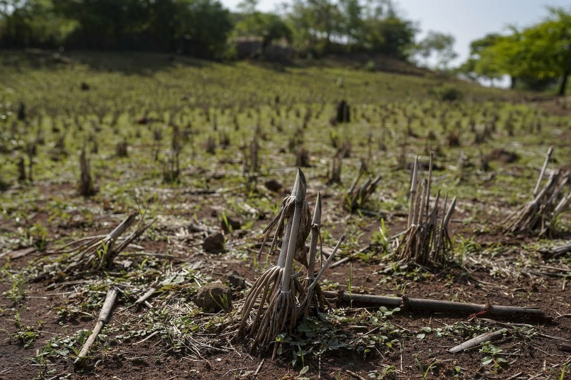 Dead corn plants at a drought-affected farm in Pasaquina, La Union department, El Salvador, on Tuesday, June 6, 2023. Dry weather has parched crops in El Salvador as the El Niño weather threatens food security. 