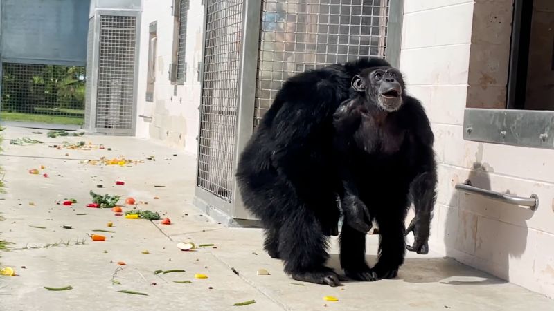 This chimp was caged her entire life. See her react to seeing sky for the first time | CNN