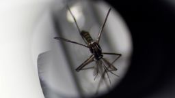 Комар Aedes aegypti е показан под микроскоп в оборудването за произвеждане на комари на Националната организация по околна среда в Сингапур на 19 август 2020 година Снимката е направена на 19 август 2020 година REUTERS/Edgar Su