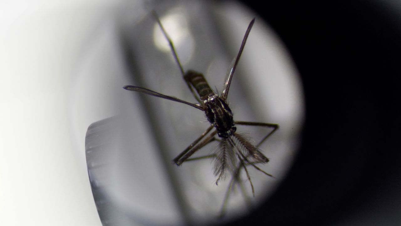 An Aedes aegypti mosquito under a microscope at the National Environmental Agency's mosquito production facility in Singapore.