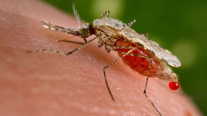 Mosquito diseases on sale