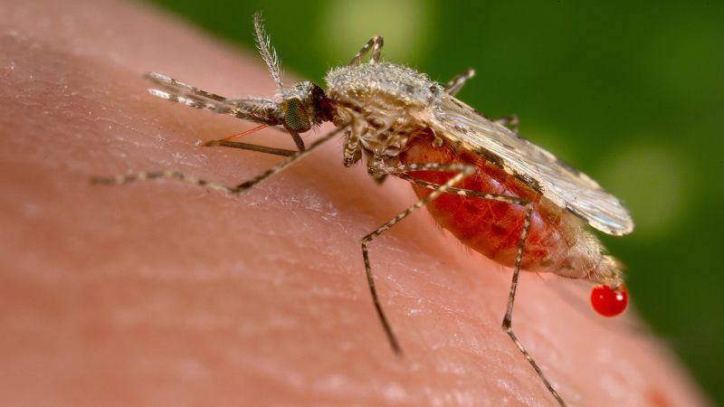 Джибути се бори със смъртоносната вълна от малария с ГМО комари