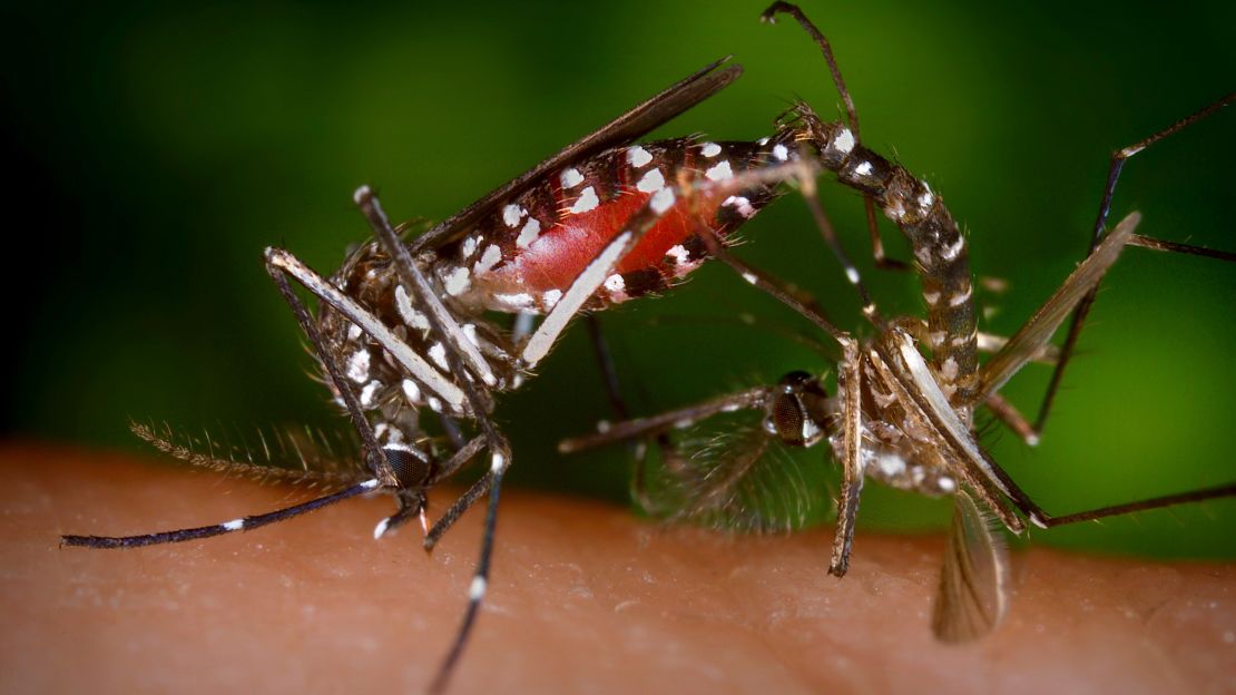 A pair of Aedes albopictus mosquitoes are seen during a mating ritual.
