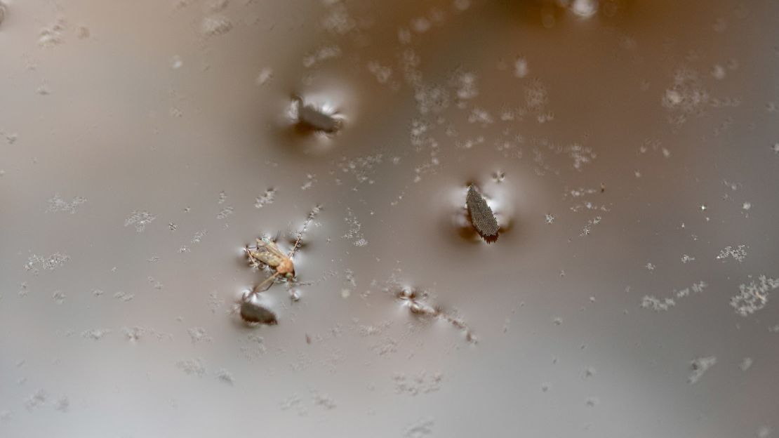 Mosquito eggs float next to a dead mosquito on standing water in a basin trap placed by the Louisville Metro Department of Health and Wellness on August 25, 2021 in Louisville, Kentucky.