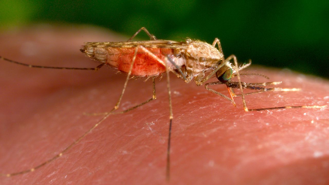 parasitism examples mosquito