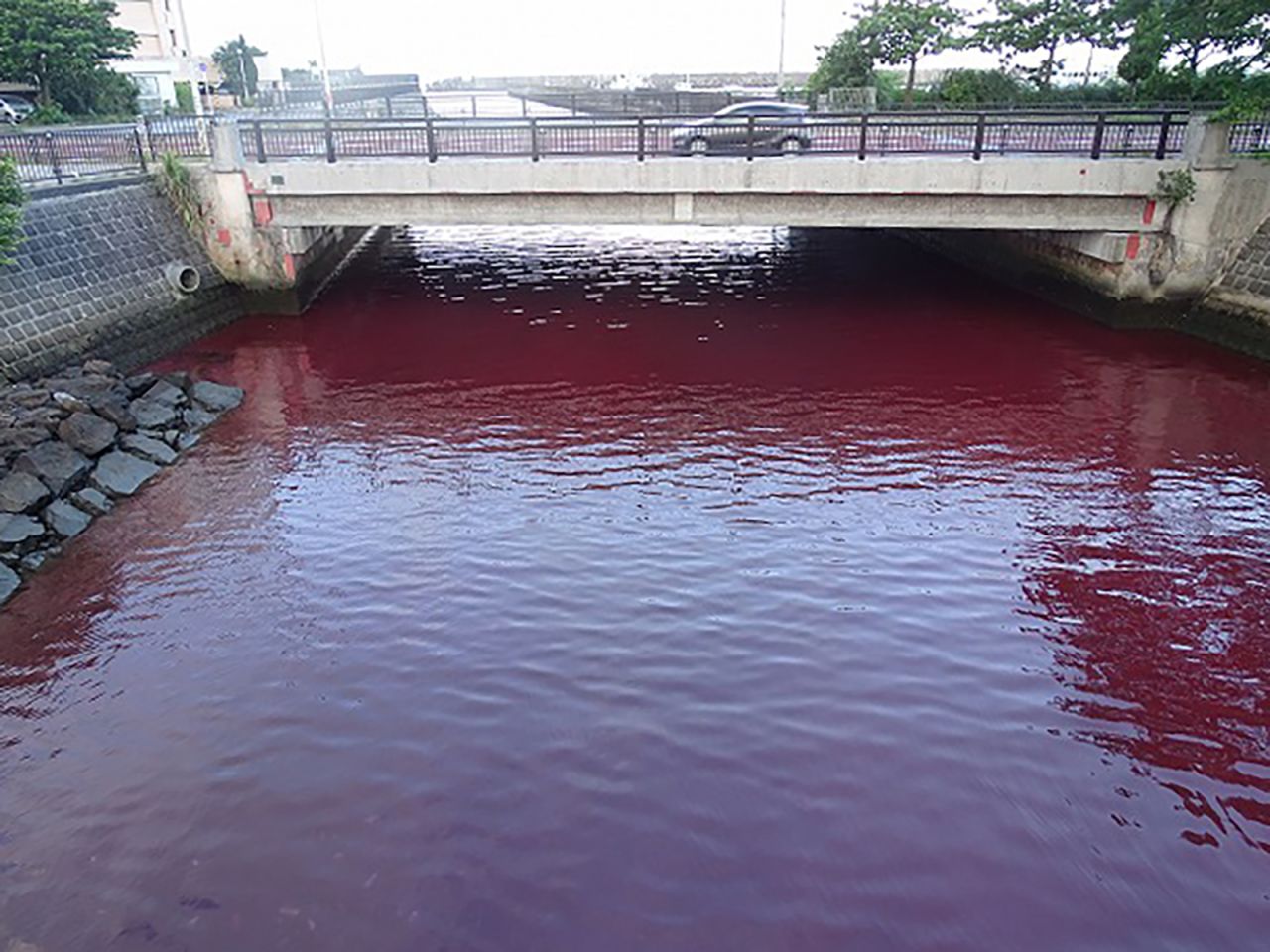 The red seawater is thought to have been caused by a coolant leak at the brewery.