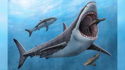 An illustration shows the large extinct shark megalodon,  Otodus megalodon, preying on a seal in this picture obtained by Reuters  on June 27, 2023. Alex Boersma/PNAS/Handout via REUTERS THIS IMAGE HAS BEEN SUPPLIED BY A THIRD PARTY. NO RESALES. NO ARCHIVES