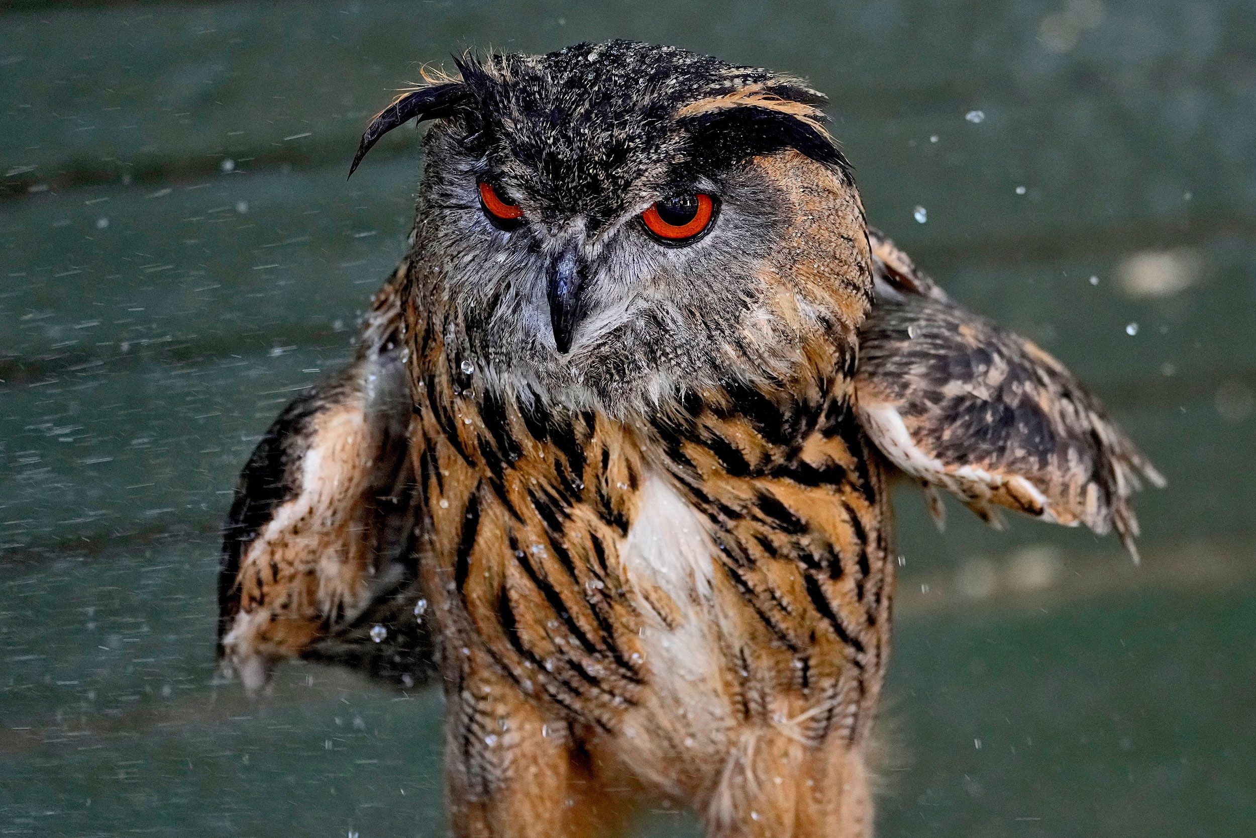 Archimedes, a Eurasian eagle-owl, is cooled off by his handler at the Phoenix Zoo on June 27.