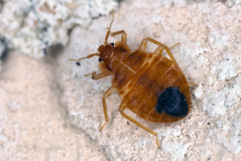 Identify Bed Bugs: How They Start, Where They Come From
