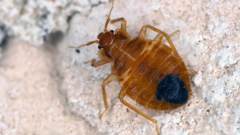 M5E1CX Bed bug Cimex lectularius parasitic insects of the cimicid family feeds on human blood. Insect on the wall of the apartment