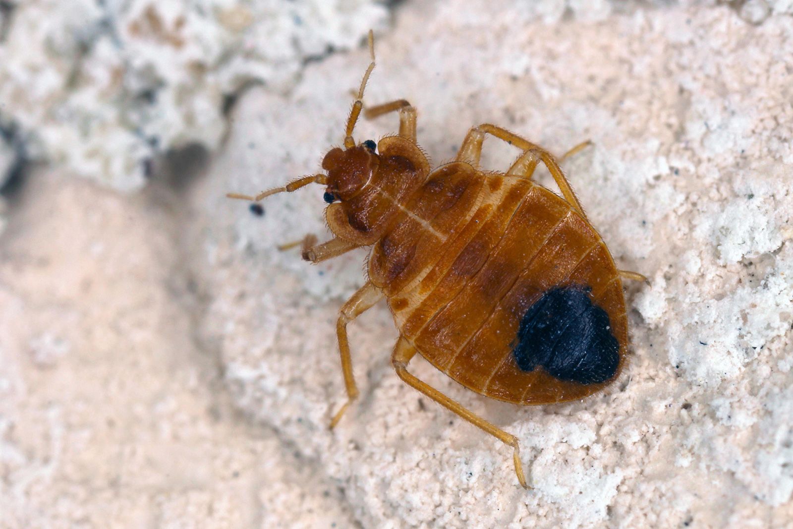 Study ID's Several Bed Bug Repellents That Could Keep Your Luggage Pest-Free