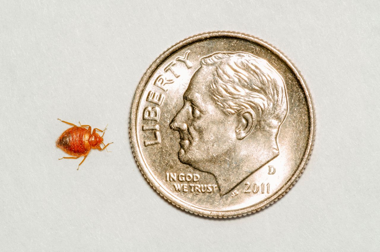 R87KPD Common adult Bed bug- Bedbug (Cimex lectularius) compared to a US Roosevelt dime, showing how small they really are. Photo taken in May.