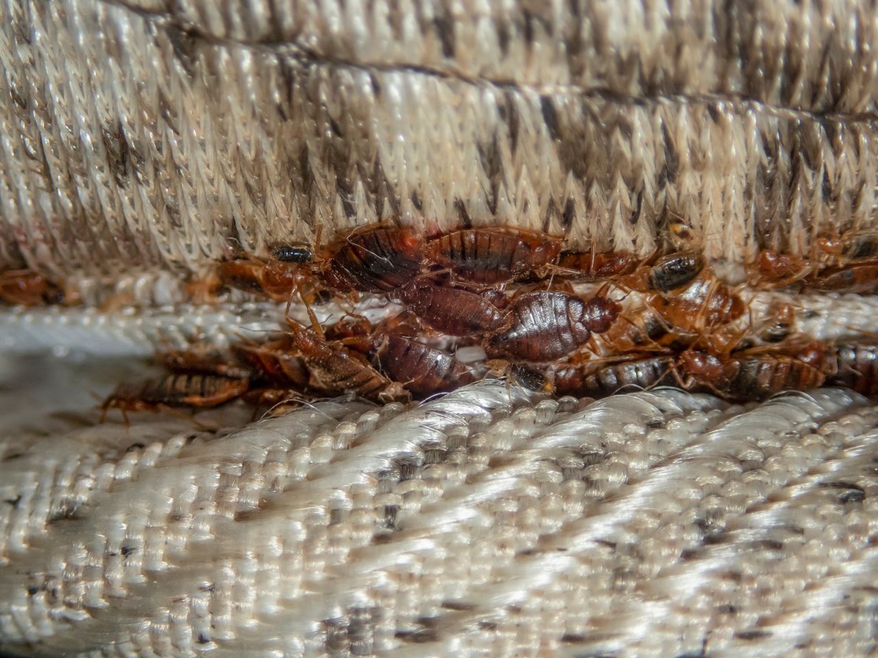 Serious bed bug infestation, bed bugs developed unnoticed on the mattress in folds and seams.