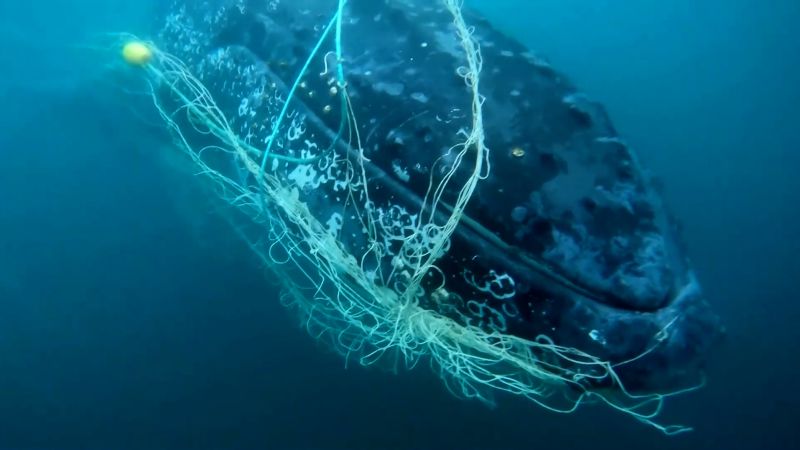 Video: Humpback whale freed from shark net in Australia by rescue team | CNN