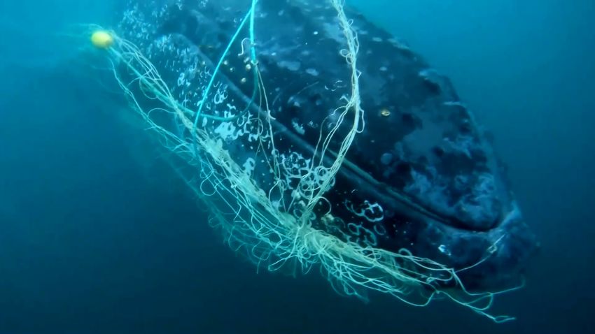 Humpback Whale Rescue thumbnail 3