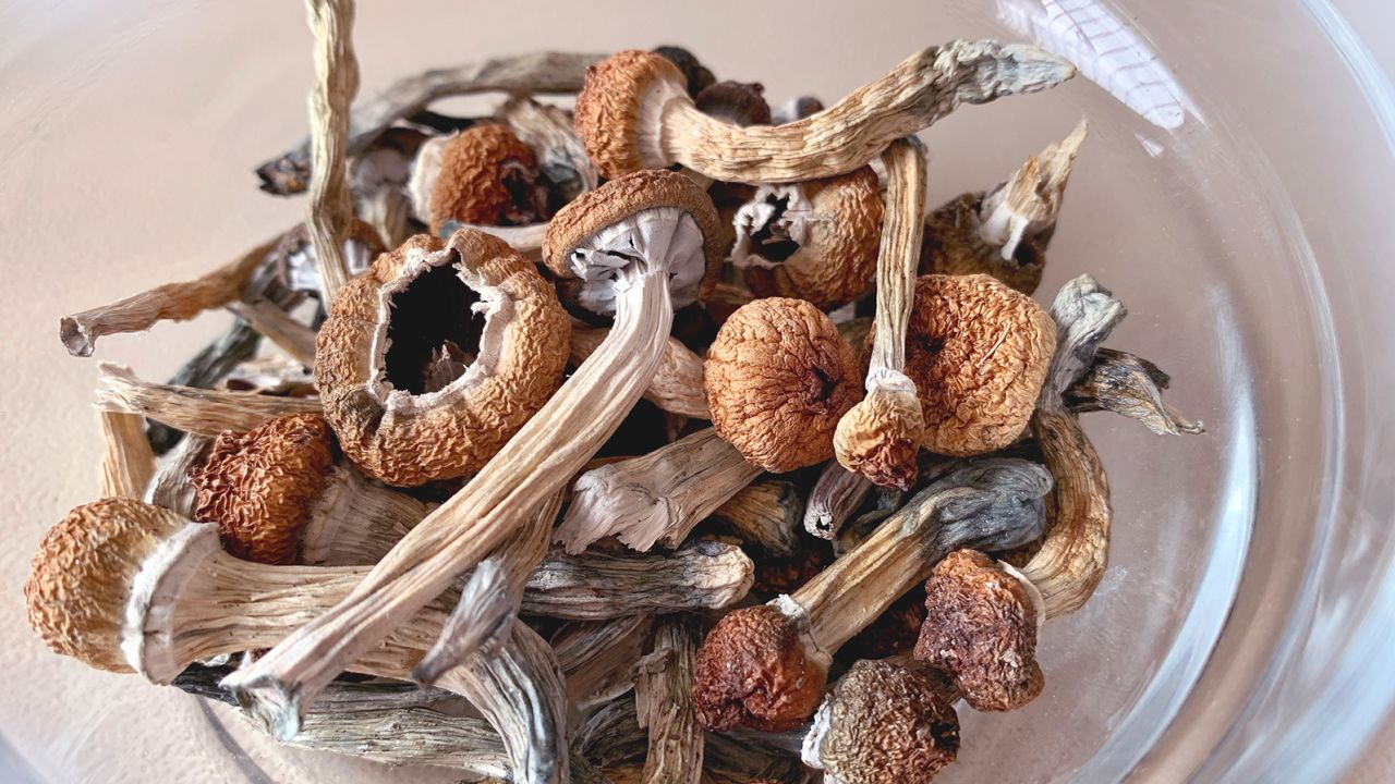 Mushrooms dried and displayed in glass bowl. Dried psilocybin mushrooms.