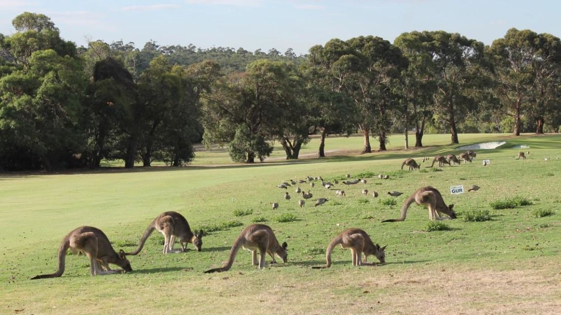 Kangaroos graze beside the fairway.
