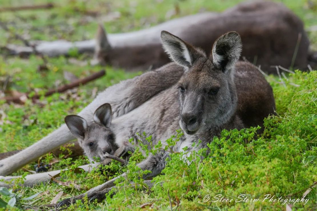 Joeys are local celebrities around the course.