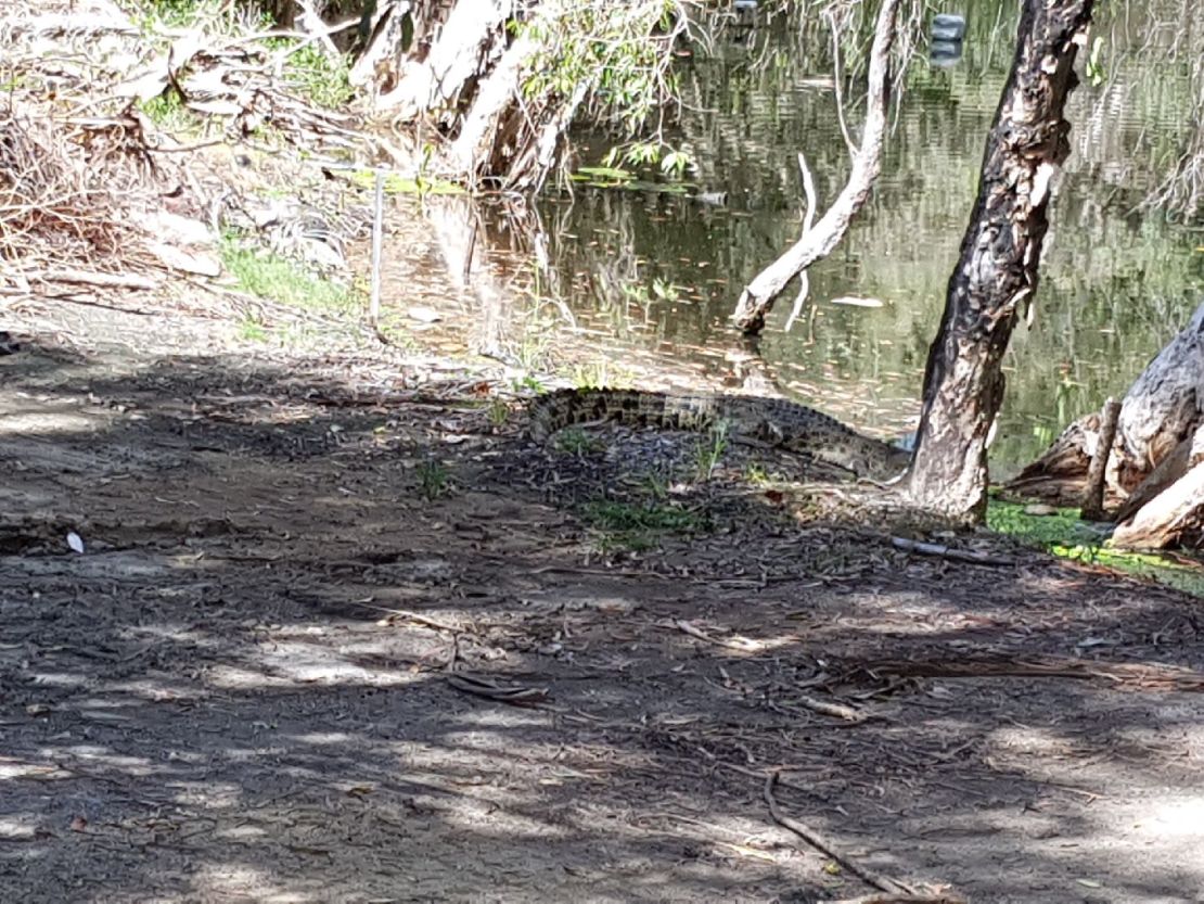 A crocodile sunbathes near one of the course's water hazards.